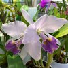 Cattleya gaskelliana coerulea(Seidel).